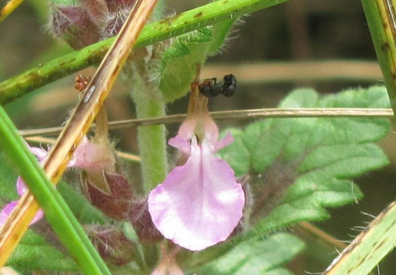 Teucrium chamaedrys